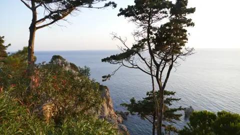 Bäume und Vegetation an der Küste mit Blick auf das Meer.