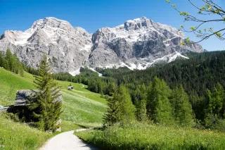 Wanderweg durch eine blumige Alpenwiese mit Blick auf felsige Gipfel der Dolomiten.