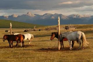 Fünf Pferde stehen an zwei Pfählen. Sie stehen auf einer Rasenfläche, im Hintergrund sind Berge.