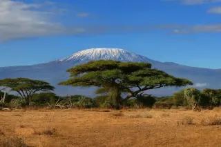 Es wachsen vereinzelt Gräser auf dem Boden. Hinter den Bäumen ist ein schneebedeckter Berg.