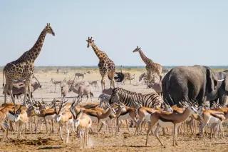 Elefanten, Zebras, Giraffen und Antilopen stehen kreuz und quer in der Savanne
