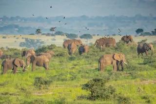 Große Herde von Elefanten laufen durch grüne Graslandschaft unter bewölktem Himmel