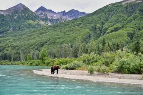 Braunbär läuft am Strand entlang vor einer Waldlandschaft mit einem Berg