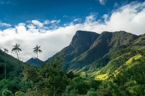 Grüne Berghänge mit drei Wachspalmen unter blauem Himmel mit Wolken