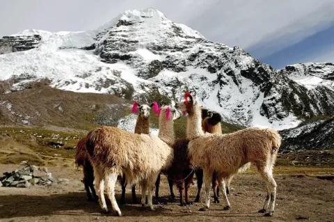 Eine Gruppe von Lamas steht vor einem schneebedeckten Berg. Die Ohren der Lamas sind mit bunten Bändern behängt.