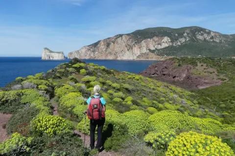Eine Wanderin mit Rucksack steht mit dem Rücken zur Kamera auf einem kleinen Pfad und schaut in Richtung Meer. Der Pfad schlängelt sich durch eine Wiese, die mit vielen gelben, buschartigen Blumen bewachsen ist.