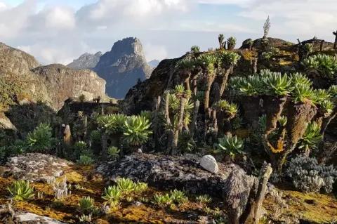 Landschaft mit Pflanzen, Kakteen und Felsen unter bewölktem Himmel