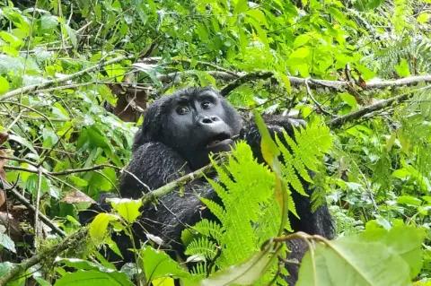 Ein Berggorilla sitzt inmitten eines Waldes in Uganda und schaut in Richtung Kamera.