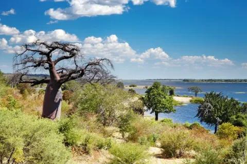 Ein trockener, alter Baum steht in einer Steppenlandschaft neben dem Blick auf den Chobe Fluss.