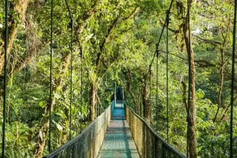 Eine Hängebrücke führt über eine kleine Schlucht im grünen Regenwald.