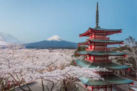 Blick auf viele Kirschbäume in rosaroter Kirschblüte um eine japanische Pagode. Im Hintergrund ist der Vulkan Fuji zu sehen.