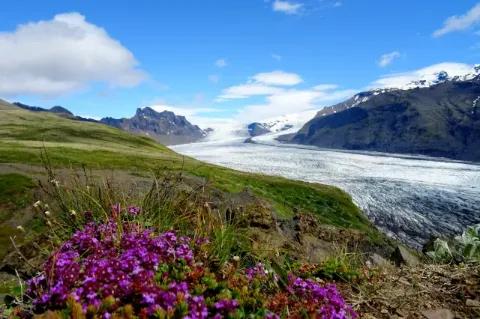 Eine grüne Wiese mit lila Blumen neben einem reisenden Fluss.