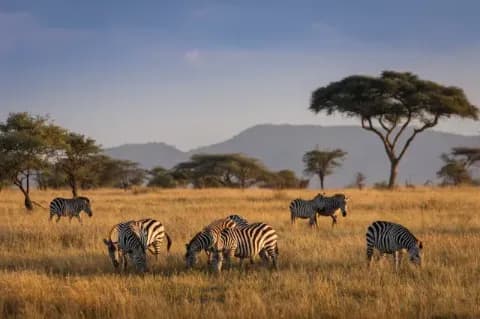 Eine Gruppe Zebras steht auf einer Steppe mit vereinzelten Bäumen. Im Hintergrund sind Hügel zu erkennen.
