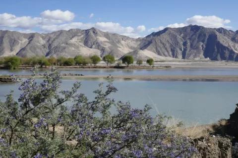 Hinter einem Busch mit lila Blüten ist ein Fluss. Dahinter sind graue Berge.