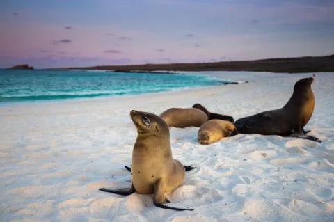 Vier Seelöwen liegen am weißen Sandstrand. Das Meer ist blau und der Himmel rötlich gefärbt.