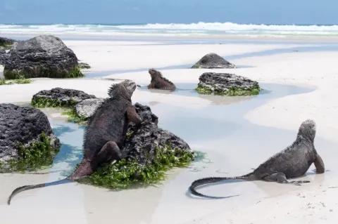 Drei schwarze Leguane auf Steinen am weißen Sandstrand am Meer.