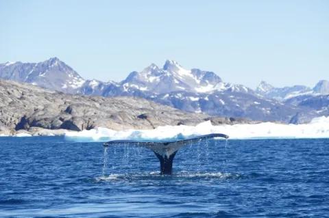 Die Flosse eines Wals ragt aus dem Wasser. Im Hintergrund sind schneebedeckte Berge und Eisschollen.