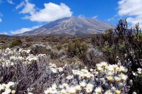 Mehrere Pflanzen und Disteln sind auf dem Bild. Im Hintergrund ist ein großer Berg.