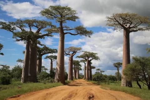 Eine orange-rote Sandstraße mit hohen Bäumen an der Seite. Rechts und links wächst Gras.
