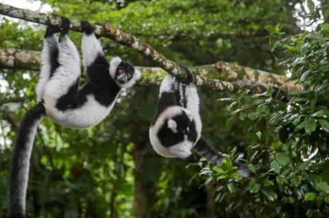 Zwei schwarz weiße Vari hängen in einem Wald an einem Ast im Baum. Die Blätter sind grün.