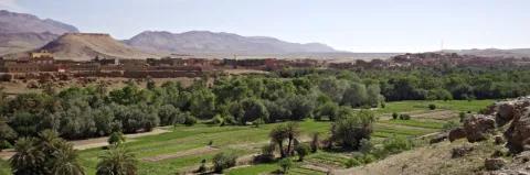 Grün bewachsene Felder mit einzelnen Bäumen. In der Ferne ist ein rötliches Gebirge.