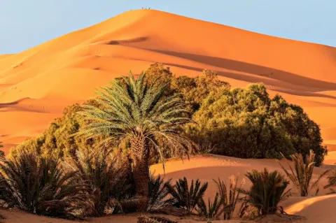 Vor einer sehr hohen orangenen Düne wachsen Sträucher, Gräser und Palmen.