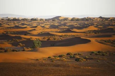 Eine Wüste aus orangefarbigen Sanddünen. Vereinzelt gibt es grüne Sträucher.