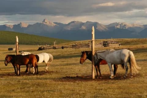 Fünf Pferde stehen an zwei Pfählen. Sie stehen auf einer Rasenfläche, im Hintergrund sind Berge.