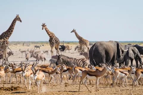 Auf dichtem Raum tummeln sich, Giraffen, Elefanten, Gazellen, Zebras und Strauße. Der Boden ist trocken.