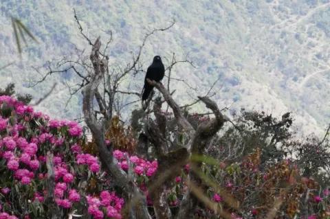 Ein schwarzer Vogel sitz auf einem Ast. Davor ist ein Busch mit pinken Blumen.