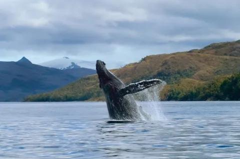 Ein Wal taucht aus dem Wasser auf. Im Hintergrund sind Felsen und Hügel.