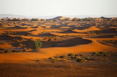 Eine Wüstenlandschaft mit orange farbigen Dünen. Vereinzelt sind Büsche in der Wüste.