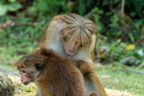 Ein Affe entlaust einen anderen Affen. Im Hintergrund ist eine Waldlandschaft.