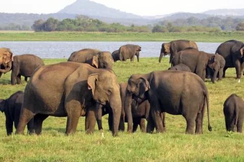 Eine Elefantenherde steht im Gras. In der Ferne ist ein Gewässer und Berge.