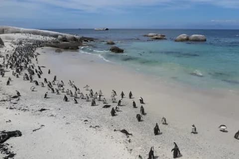 An einem weißen Sandstrand mit blauem Wasser sind sehr viele Pinguine. Sie sind in Bewegung.