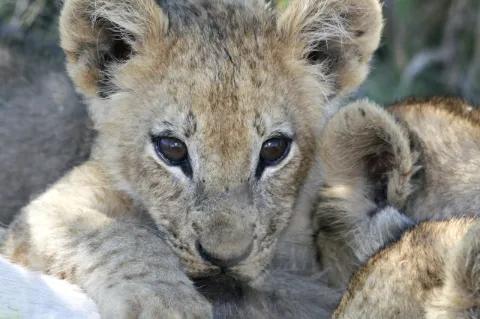 Ein Löwenbaby mit großen Augen schaut leicht an der Kamera vorbei.