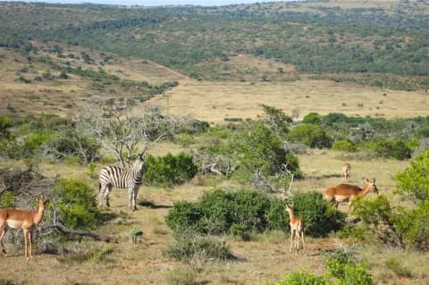 In der Steppe stehen mehrere Antilopen und ein Zebra. Die Landschaft ist braun-grün.