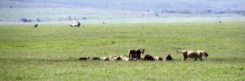 Mehrere Löwen haben sich um ihre Beute versammelt. Der Boden ist grün. Im Hintergrund fährt ein Geländewagen.