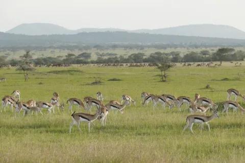 Eine grüne Landschaft mit Bergen im Hintergrund. Eine Herde Impalas geht durch das Bild.