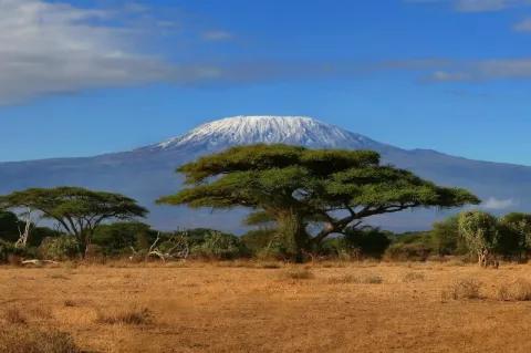 Es wachsen vereinzelt Gräser auf dem Boden. Hinter den Bäumen ist ein schneebedeckter Berg.