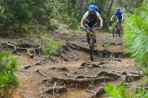 Ein Radfahrer fährt von oben nach unten über einen Pfad der mit Wurzeln bedeckt ist.