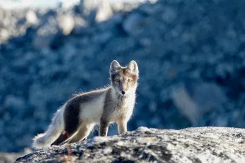 Auf einem Felsen steht ein grau-weißer Polarfuchs, der in die Kamera schaut.