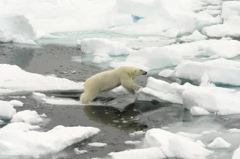 Ein Eisbär springt von einer Eisscholle zur nächsten. Im Wasser treiben viele Eisschollen.