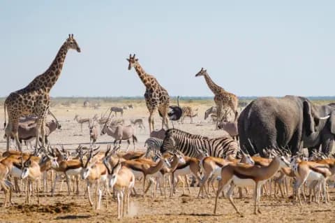 Elefanten, Zebras, Giraffen und Antilopen stehen kreuz und quer in der Savanne