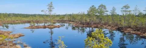 Moor mit blauem See und grünen, kargen Bäumen drum herum unter blauem Himmel