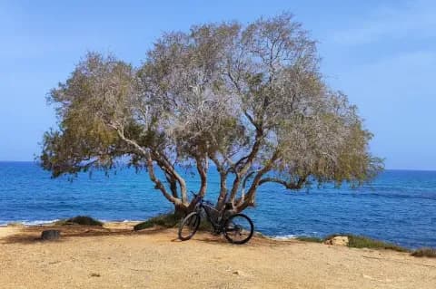 Fahrrad lehnt am Baum an der Küste mit blauem Meer unter blauem Himmel
