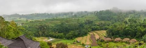 Panorama von grünen Reisterrassen unter einem nebenverhangenen Himmel