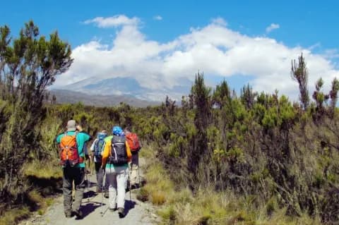 Eine Wandergruppe ist von hinten zu sehen. Sie wandert einen breiten Schotterpfad entlang. Am Wegesrand wachsen mannshohe Nadelgewächse.