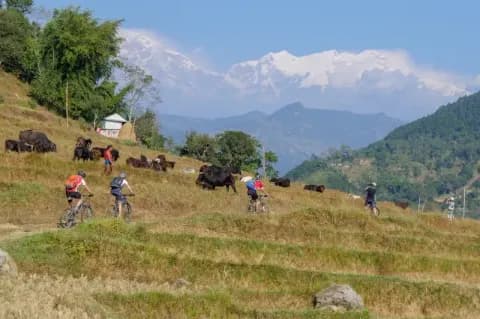 Vier Radfahrer fahren am Berghang entlang zwischen Sträuchern vorbei an Rinder Herde mit Bergpanorama im Hintergrund