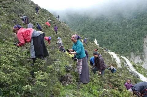 Eine Gruppe Menschen steht an einem steilen Hang zwischen Büschen und pflanzt kleine Setzlinge in den Boden.